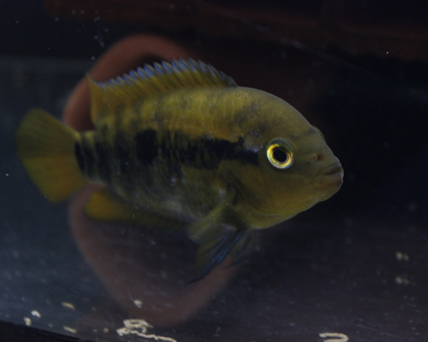 Regenbogen-Buntbarsch Weibchen - Herotilapia multispinosa