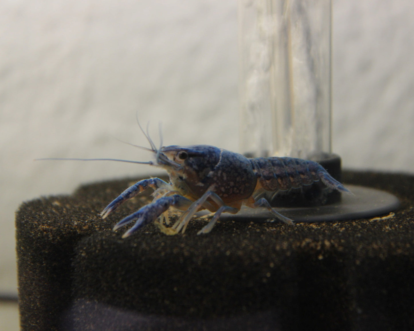 Blauer Floridakrebs - Procambarus alleni