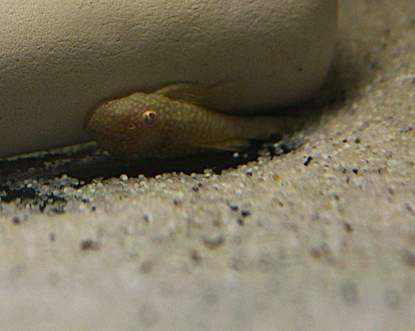 Albino Antennenwels - Ancistrus sp. albino
