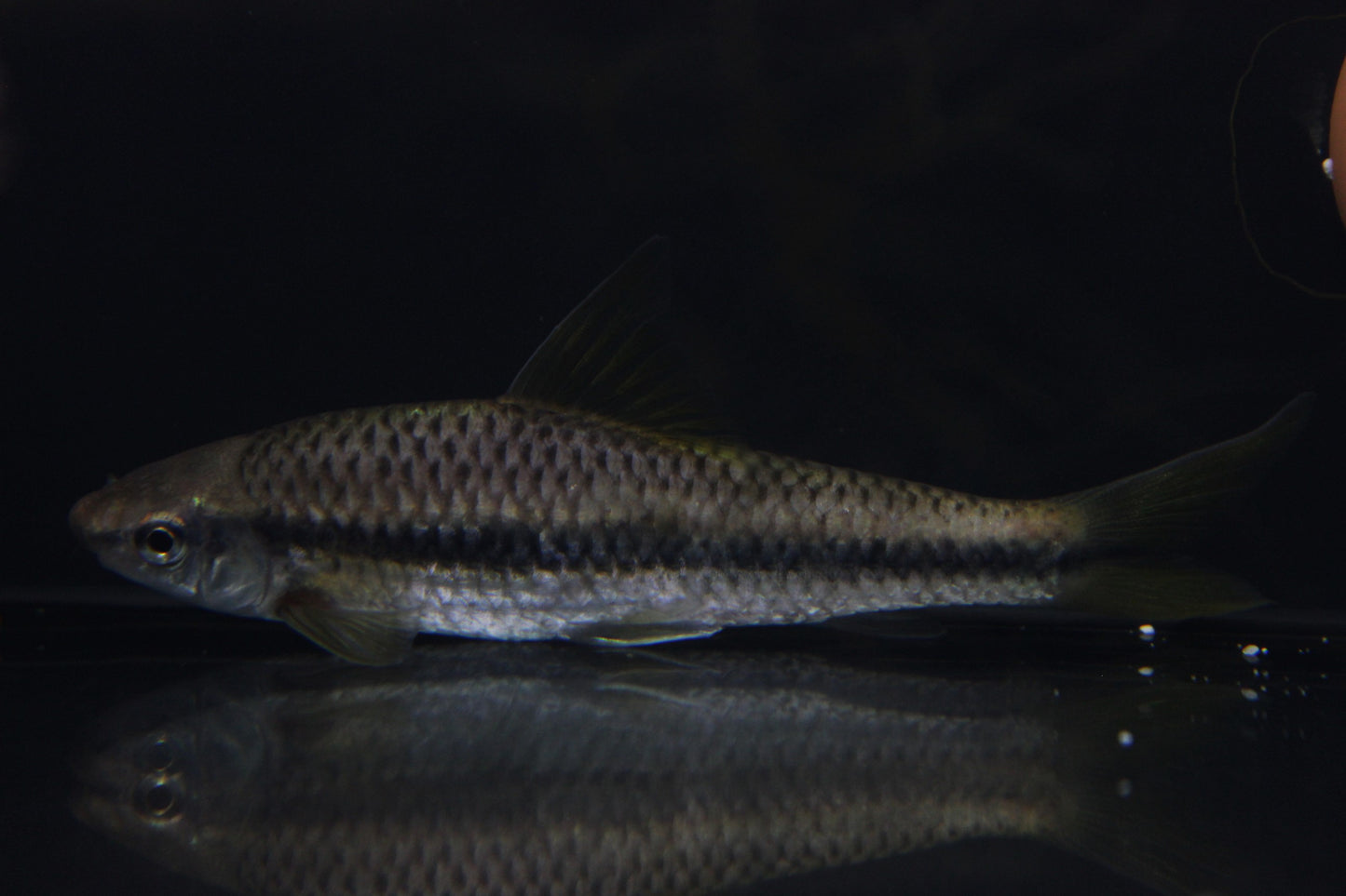 Siamesische Rüsselbarbe groß - Crossocheilus siamensis