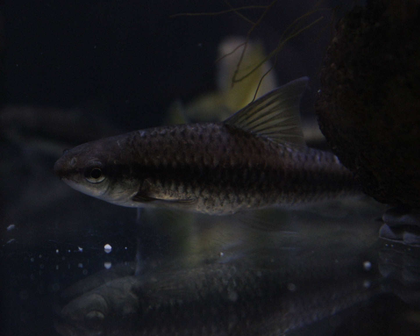 Siamesische Rüsselbarbe groß - Crossocheilus siamensis
