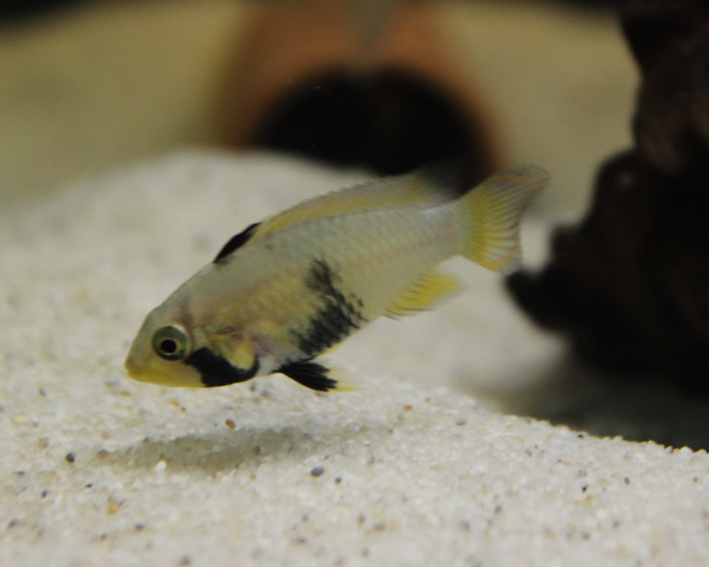 Panduros Zwergbuntbarsch DNZ - Apistogramma panduro