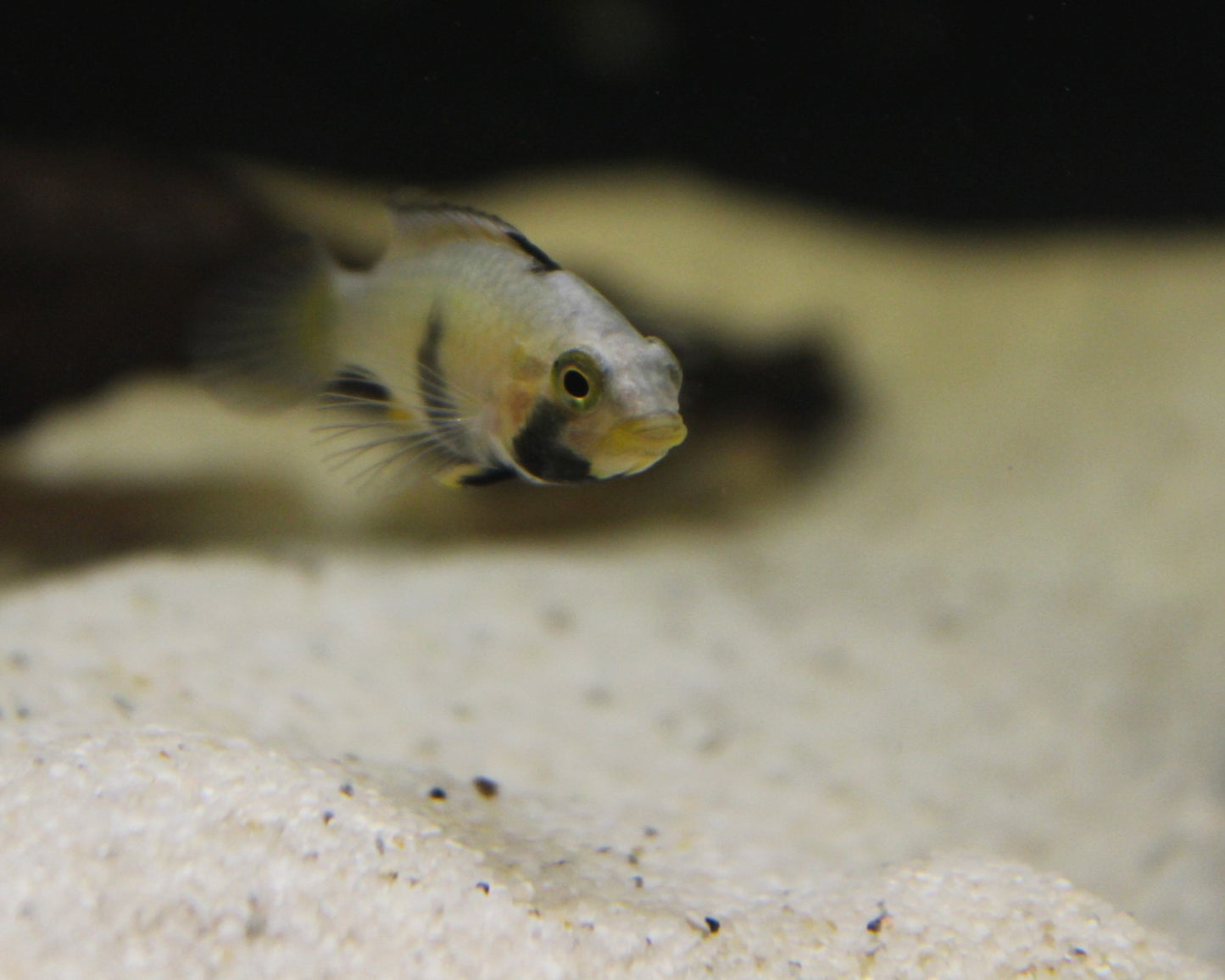 Panduros Zwergbuntbarsch DNZ - Apistogramma panduro