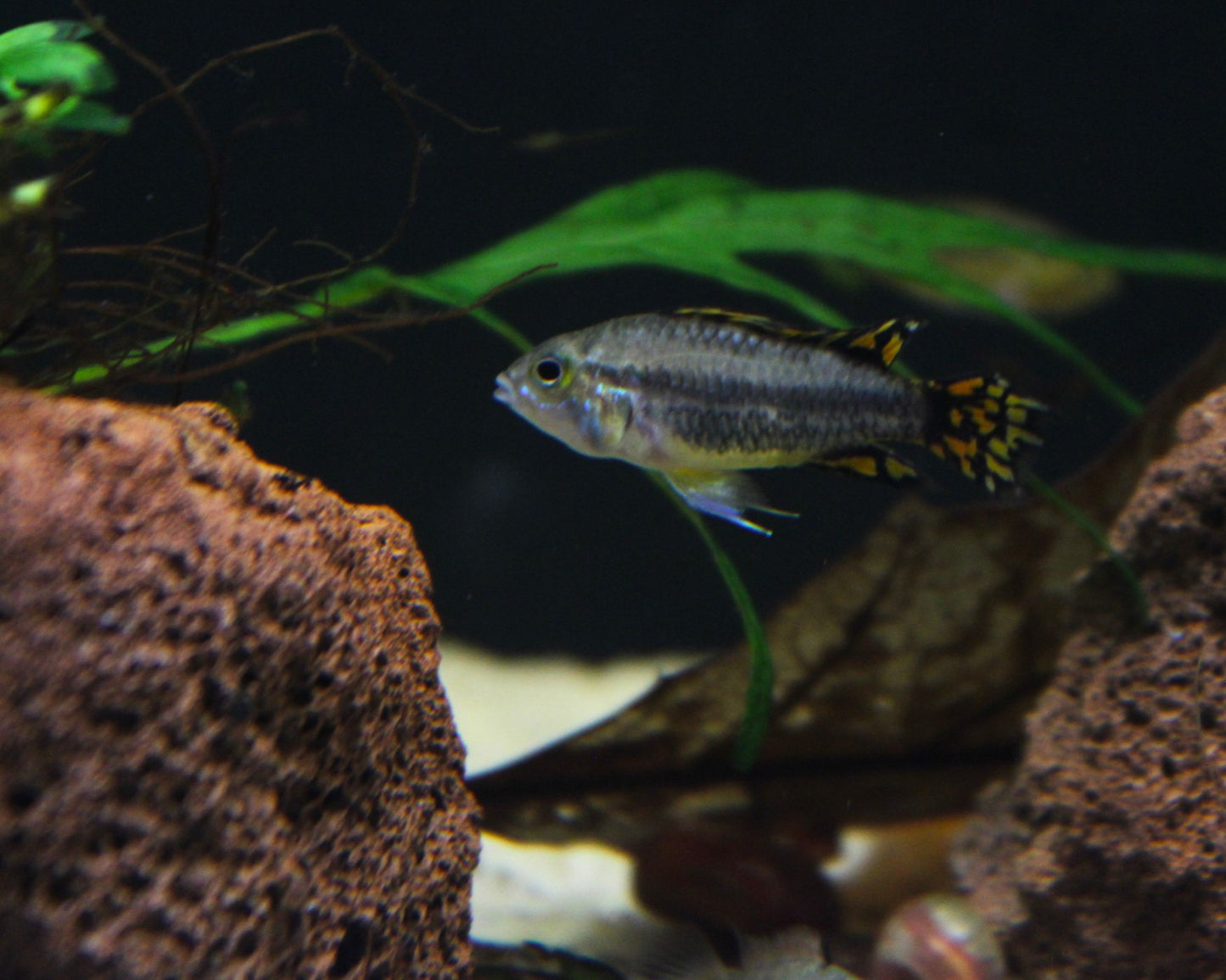 Kakadu-Zwergbuntbarsch DNZ - Apistogramma cacatuoides