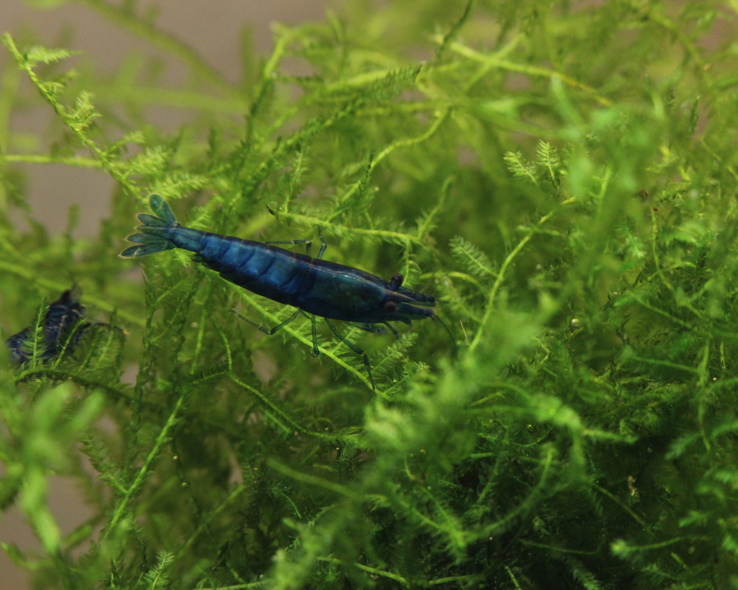 "Blue Velvet" Zwerggarnele - Neocaridina davidi