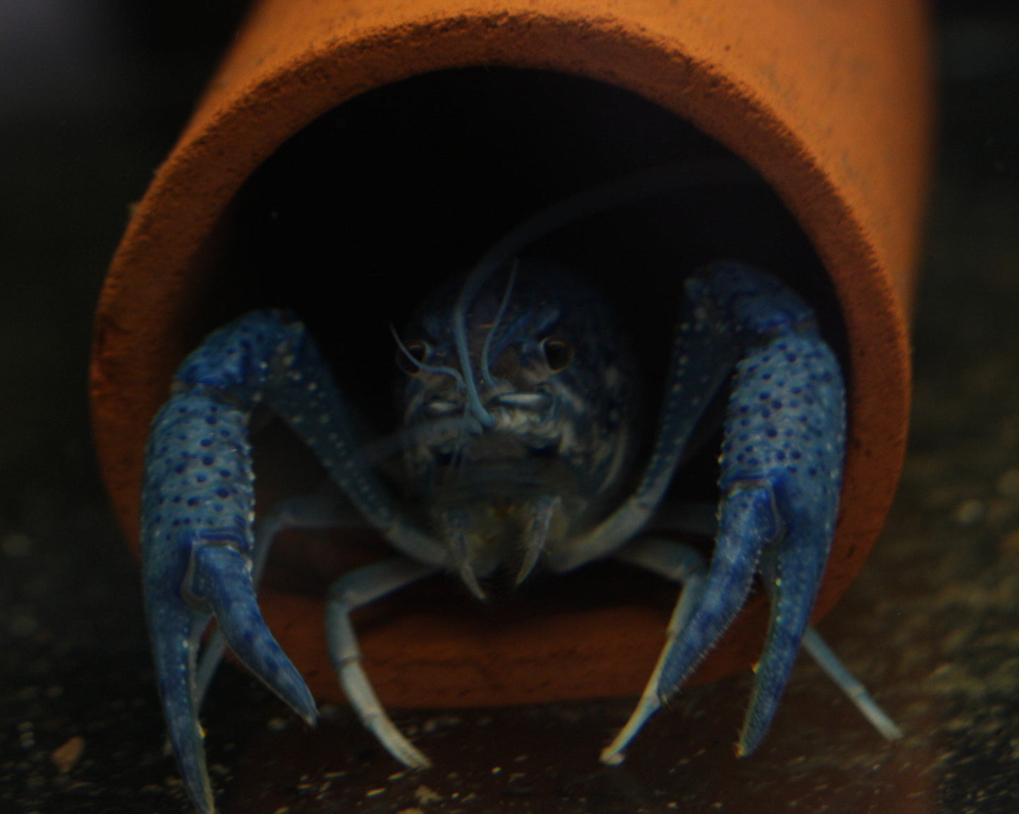 Blauer Floridakrebs - Procambarus alleni