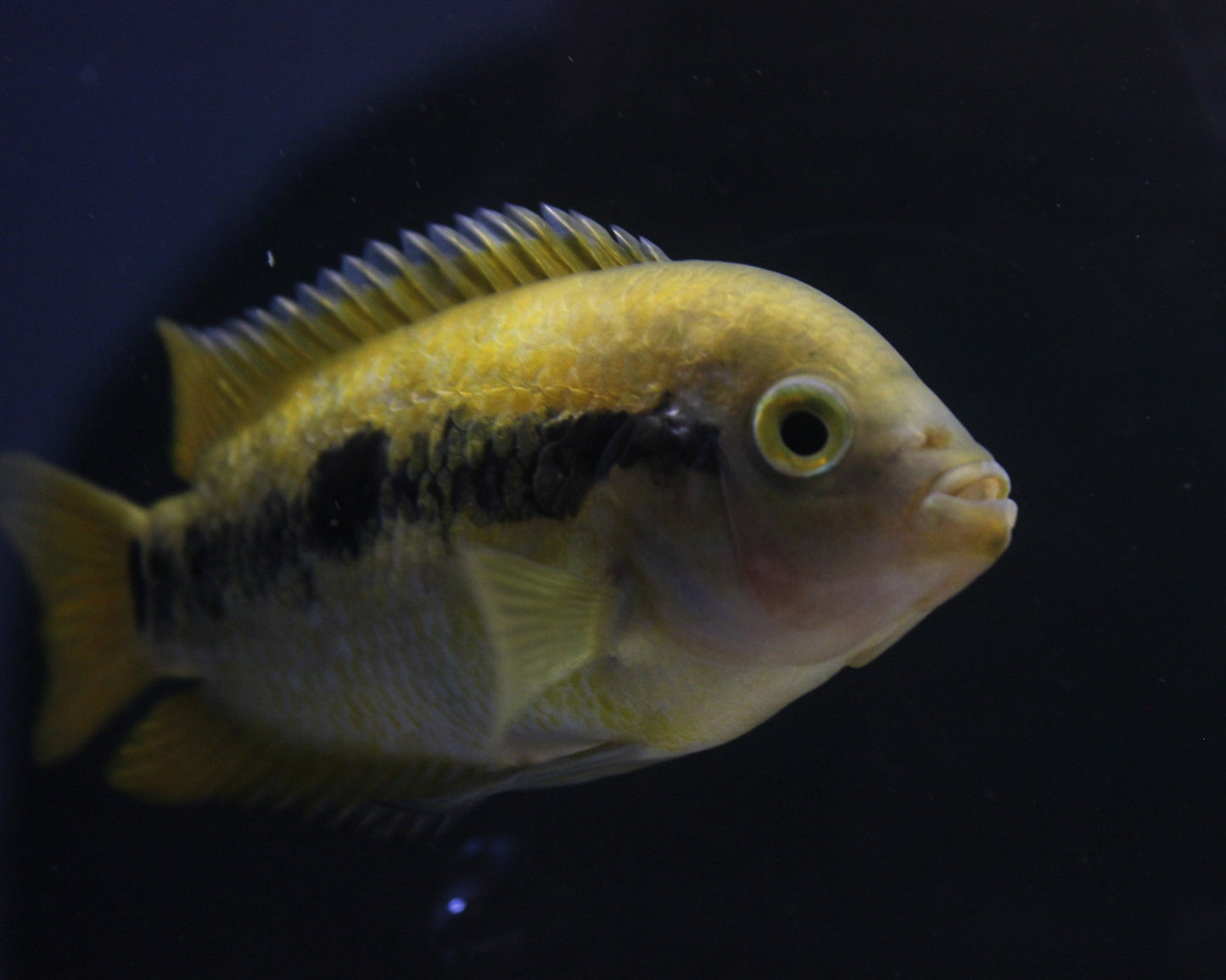 Regenbogen-Buntbarsch Weibchen - Herotilapia multispinosa