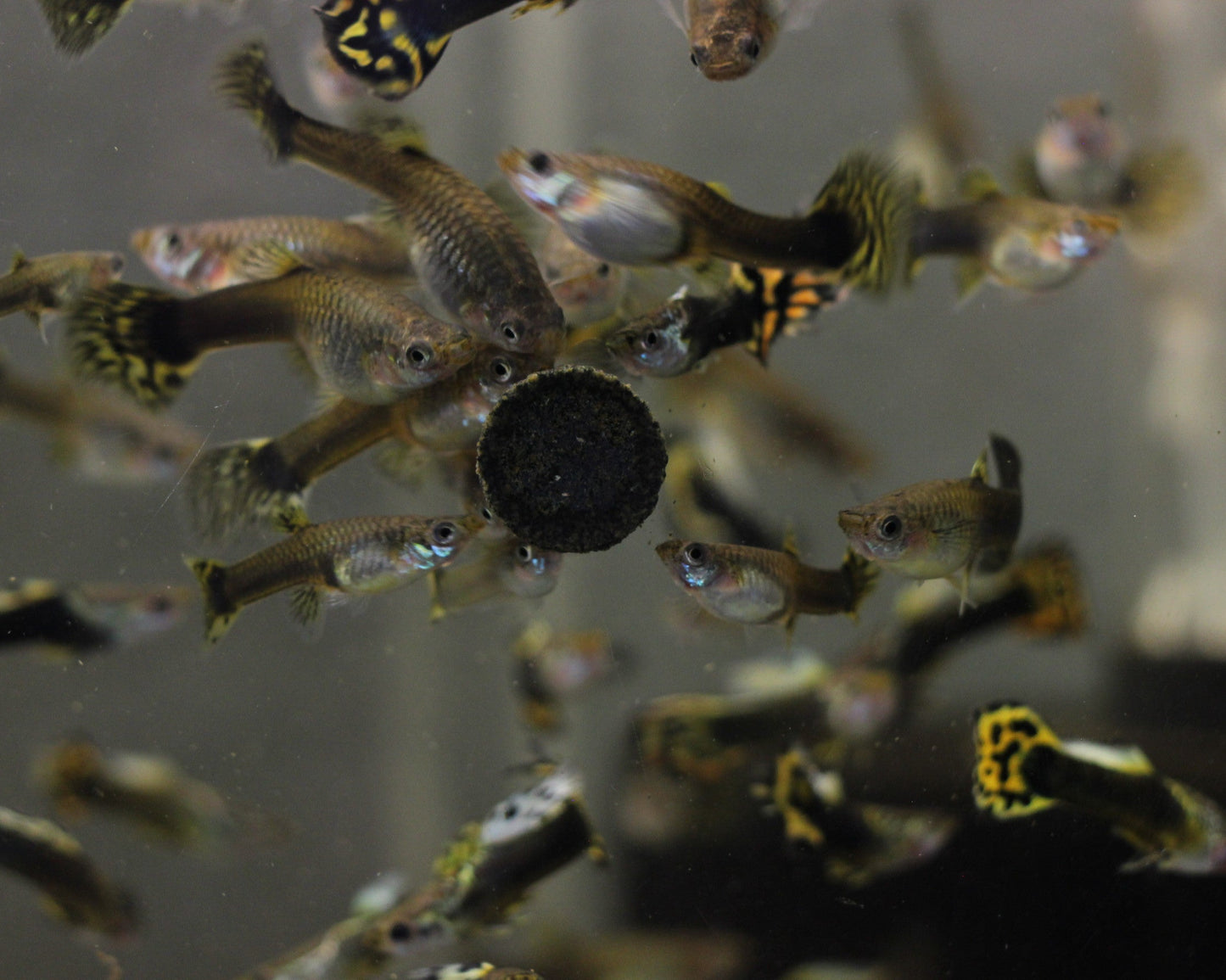 Guppy "Leopard" - Poecilia reticulata