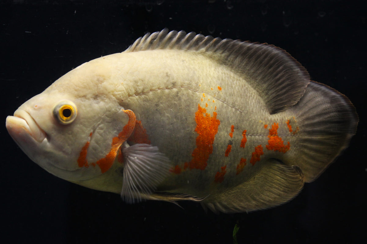 Pfauenaugenbuntbarsch "Oskar" - Astronotus ocellatus - 25-30 cm