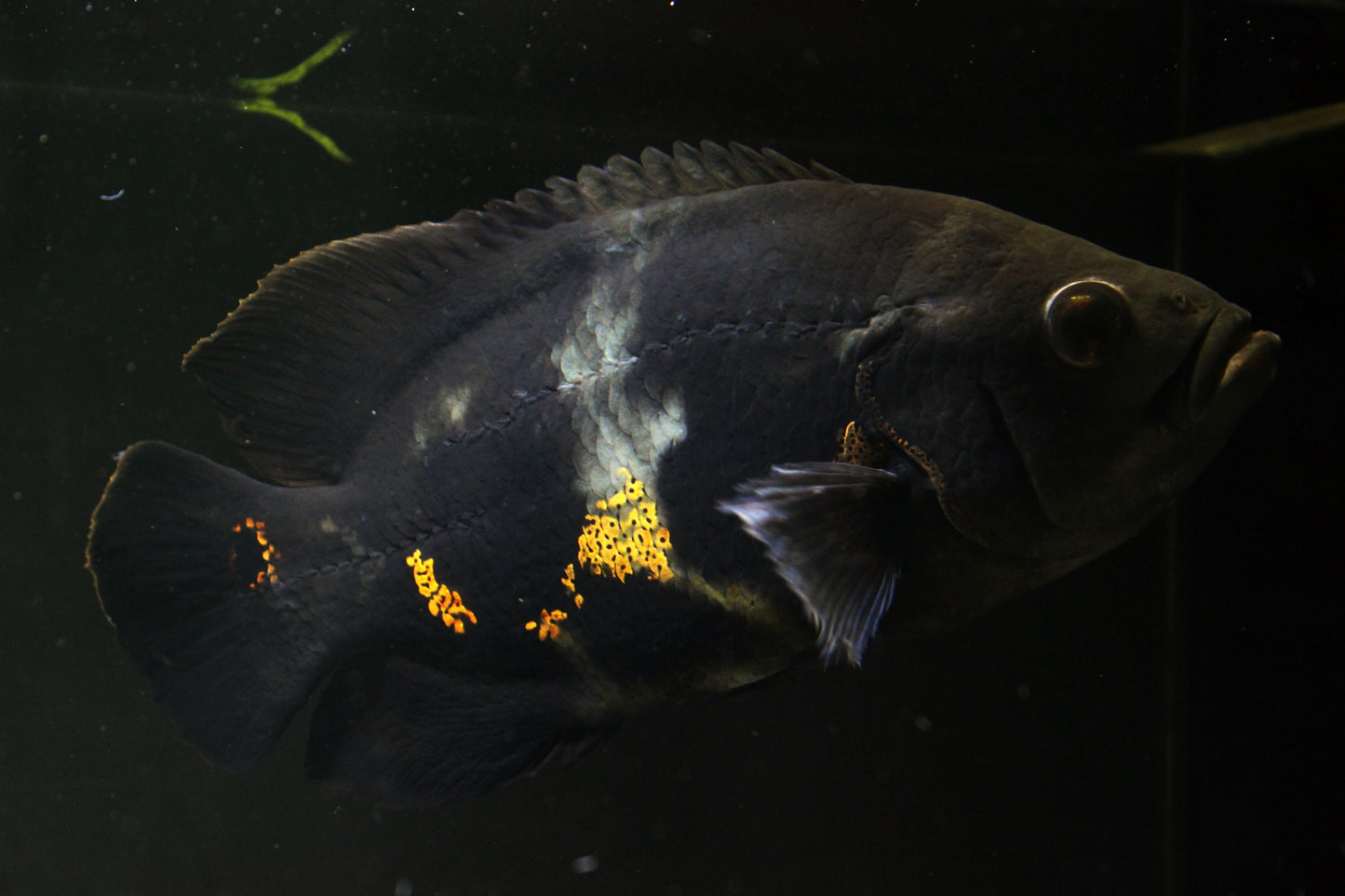 Pfauenaugenbuntbarsch "Oskar" - Astronotus ocellatus - 25-30 cm