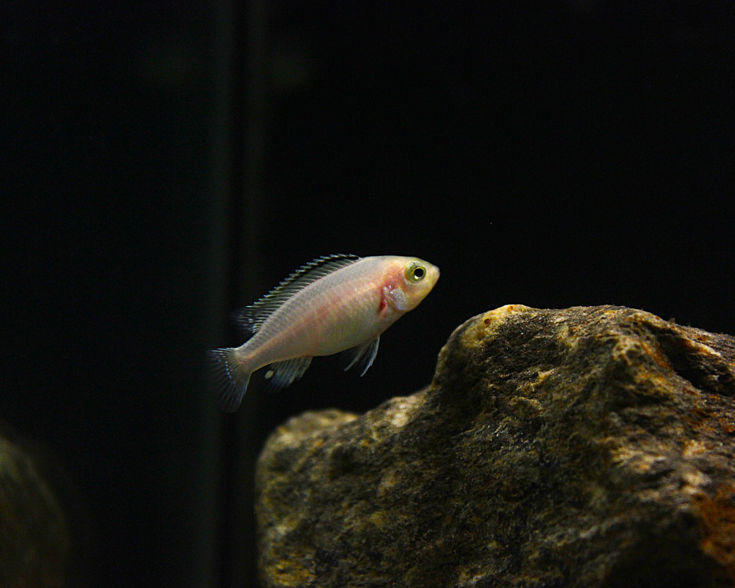 Gelber Maulbrüter - Labidochromis caeruleus "Yellow"