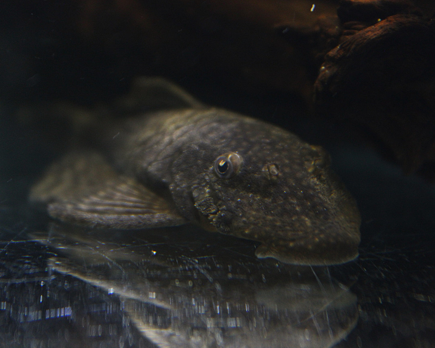 Brauner Antennenwels - Ancistrus sp.