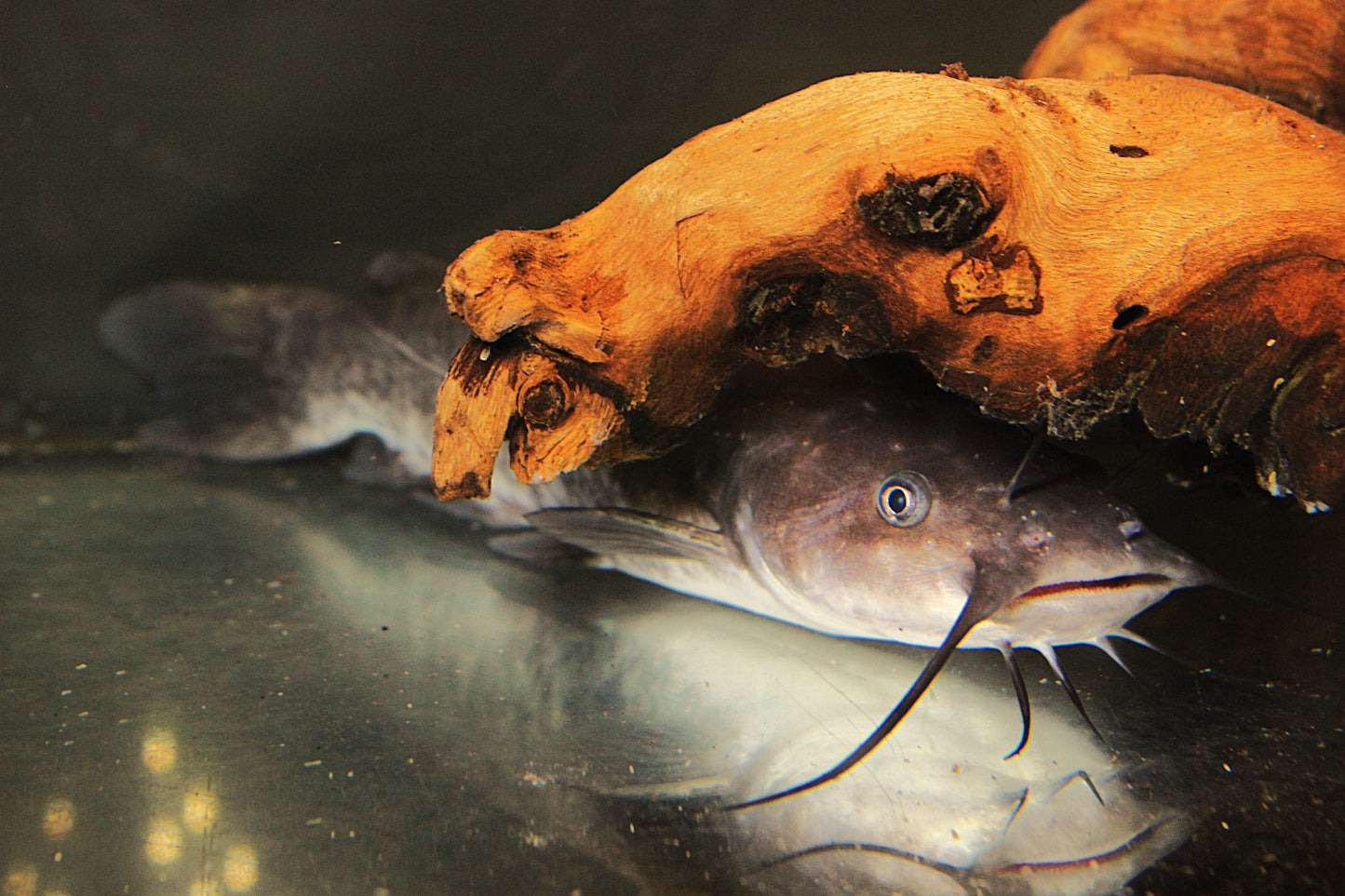 Brauner Katzenwels - Ameiurus nebulosus - 15-20 cm