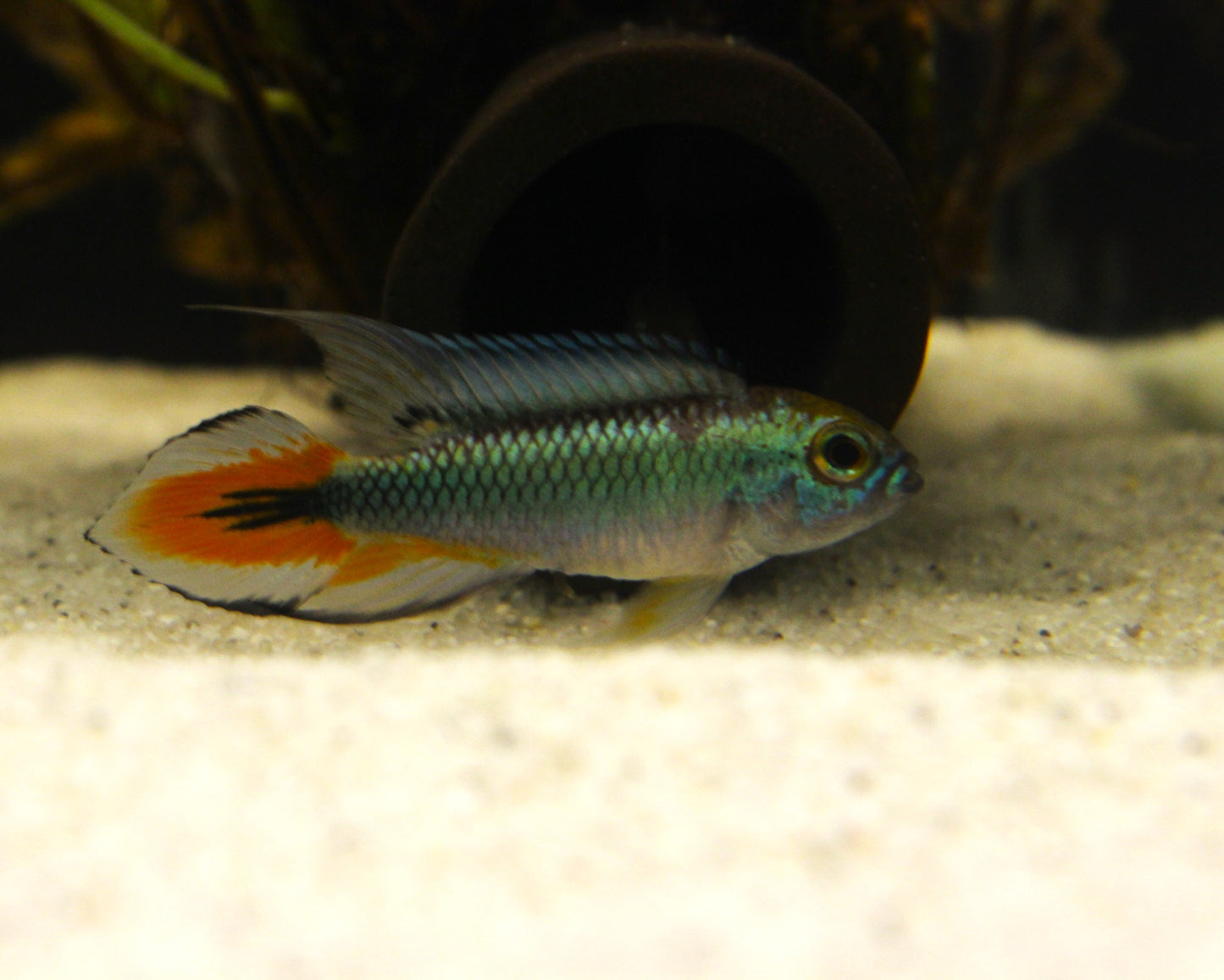 Agassizii Zwergbuntbarsch "Alenquer" - DNZ - Apistogramma agassizii "Alenquer"