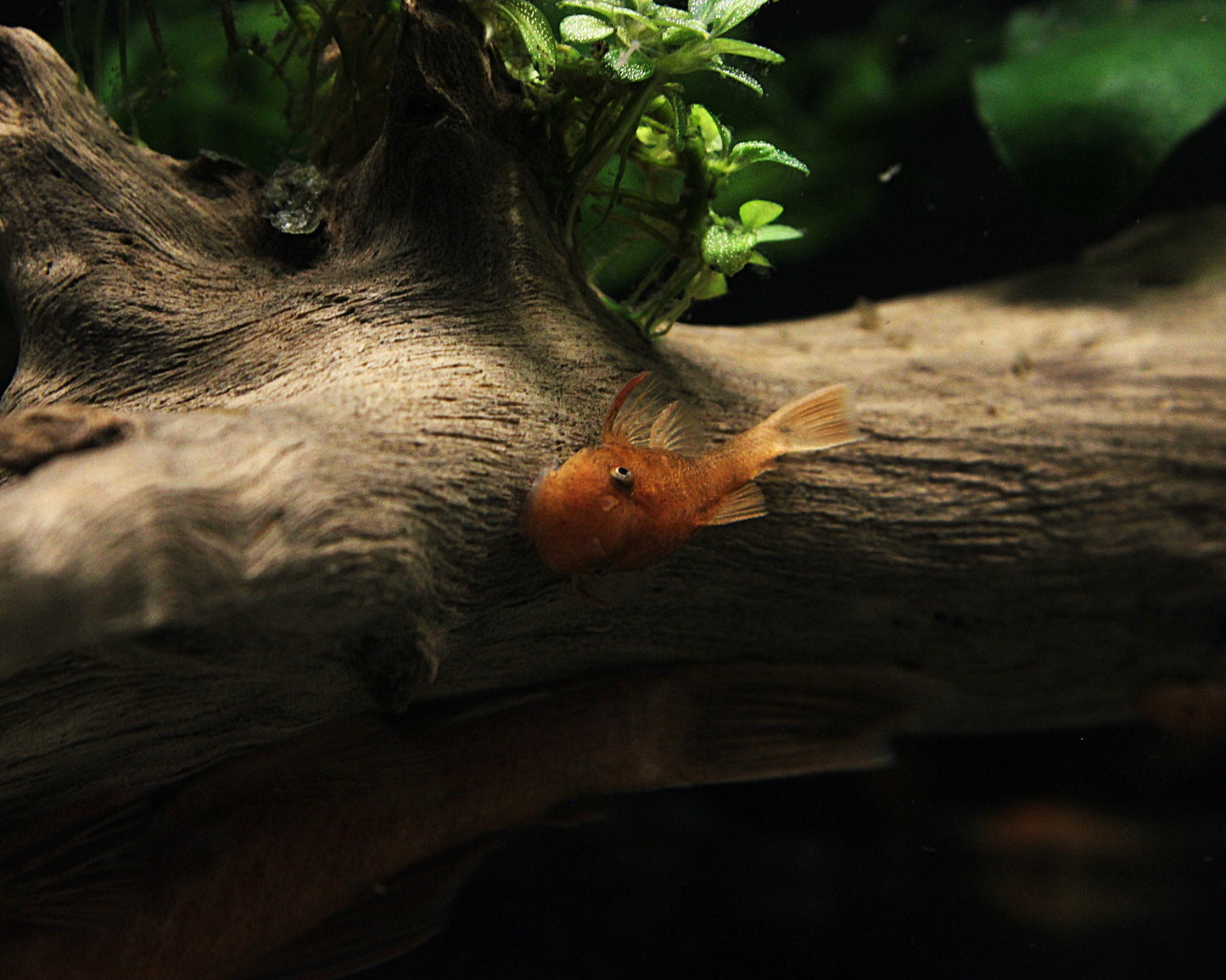 LDA16 roter Antennenwels - DNZ - Ancistrus sp.