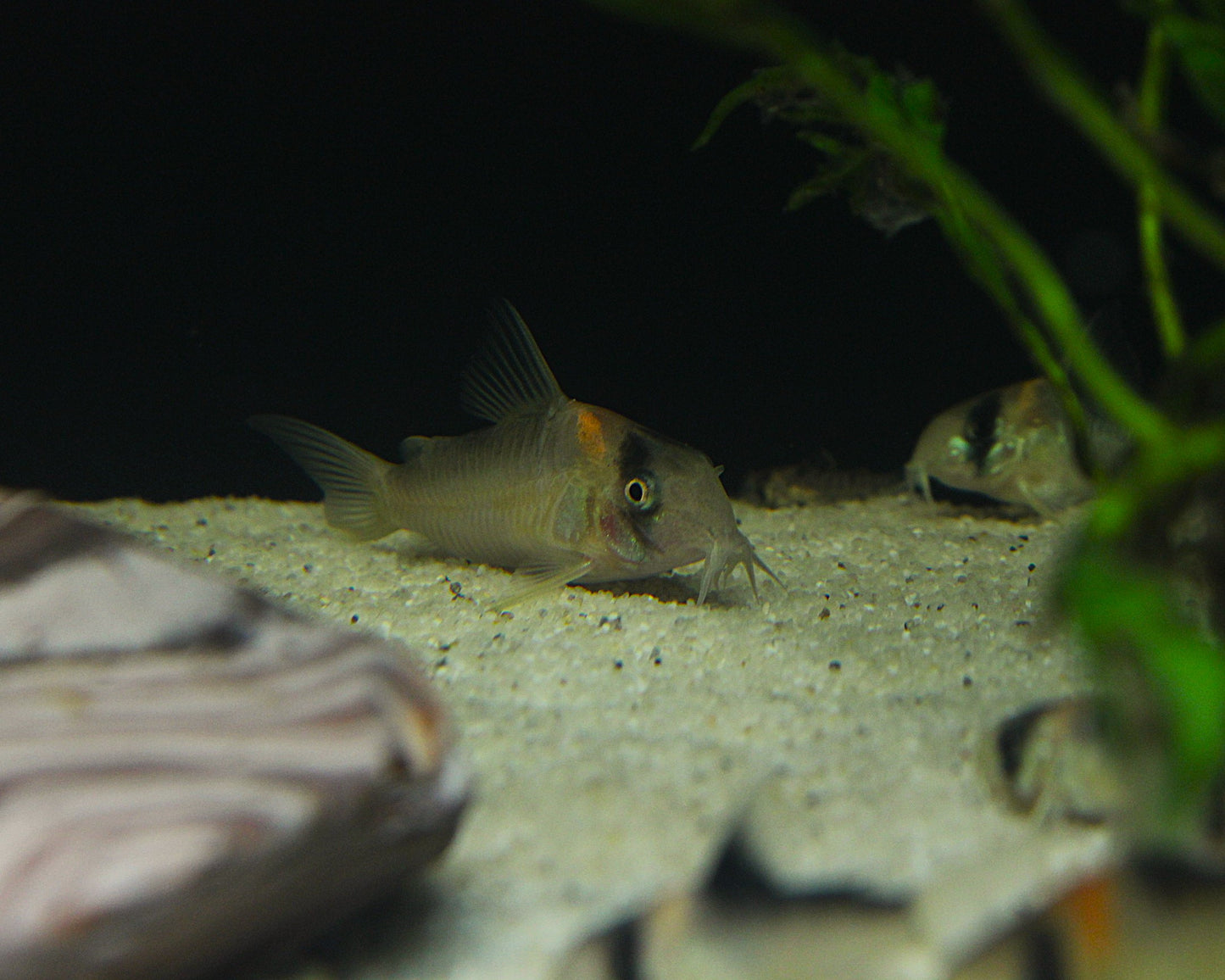 Goldstirnpanzerwels - DNZ - Hoplisoma adolfoi