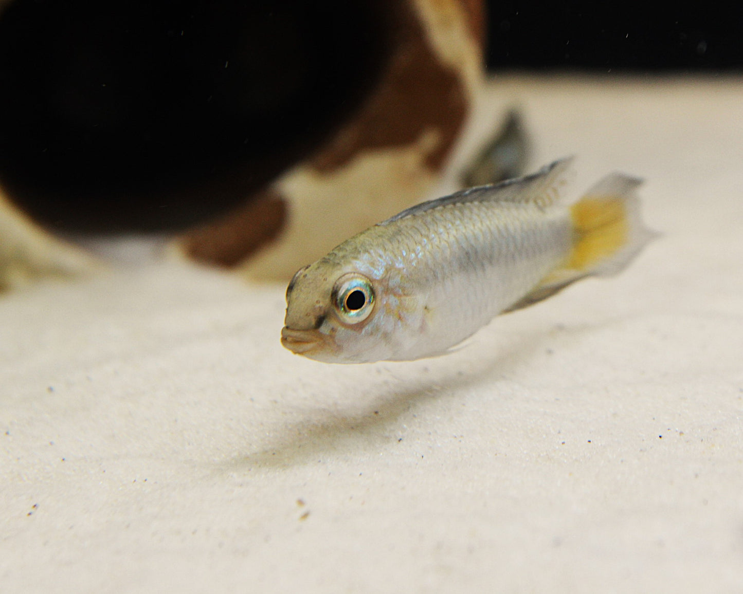 Blutkehl-Zwergbuntbarsch - DNZ - Apistogramma uaupesi