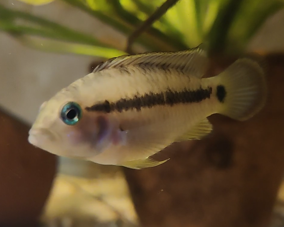 Panda Zwergbuntbarsch - DNZ - Apistogramma nissenji - 3,5-5 cm