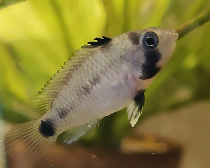 Panda Zwergbuntbarsch - DNZ - Apistogramma nissenji - 3,5-5 cm