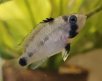 Panda Zwergbuntbarsch - DNZ - Apistogramma nissenji - 3,5-5 cm