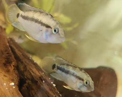 Panda Zwergbuntbarsch - DNZ - Apistogramma nissenji - 3,5-5 cm