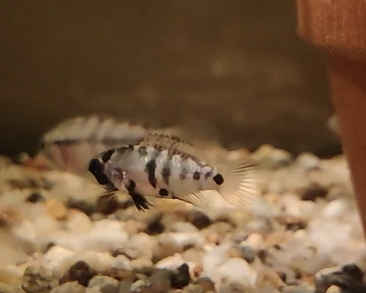 Inka Zwergbuntbarsch - DNZ - Apistogramma baenchi - 2,5-4 cm