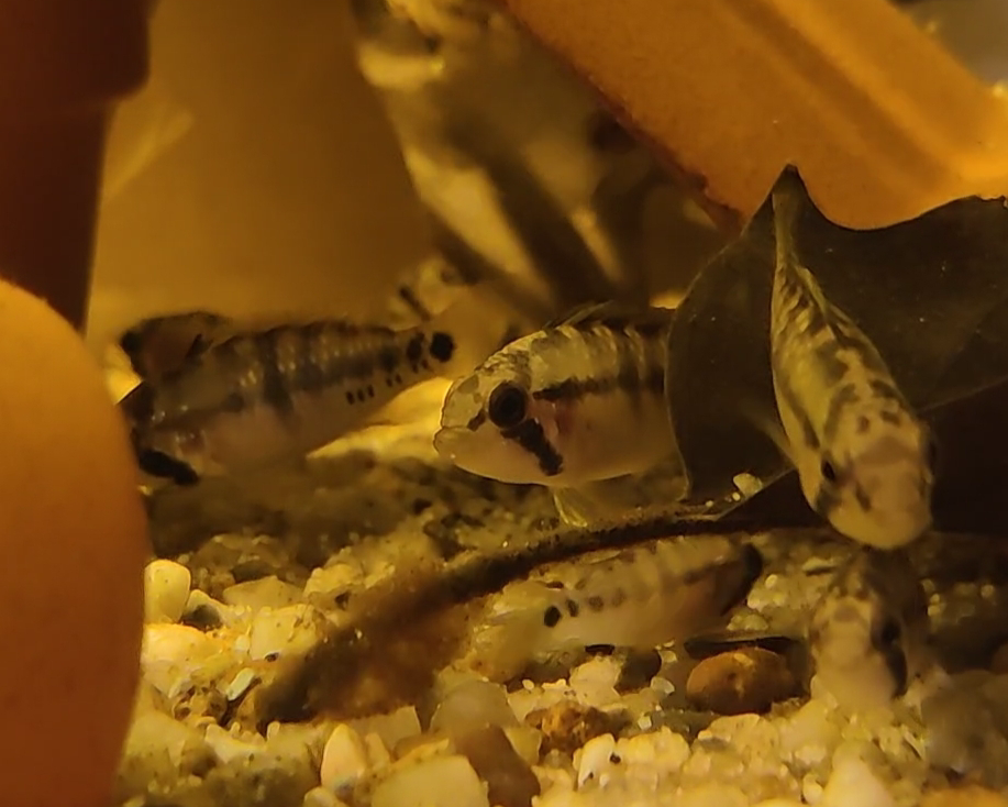 Inka Zwergbuntbarsch - DNZ - Apistogramma baenchi - 2,5-4 cm