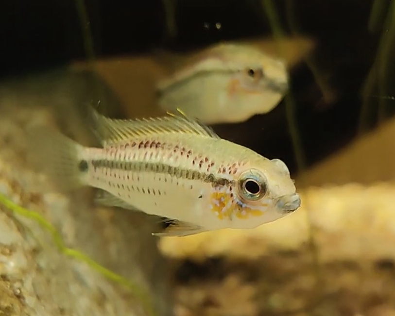 Erdbeer Zwergbuntbarsch - DNZ - Apistogramma eremnopyge - 3,5-5 cm