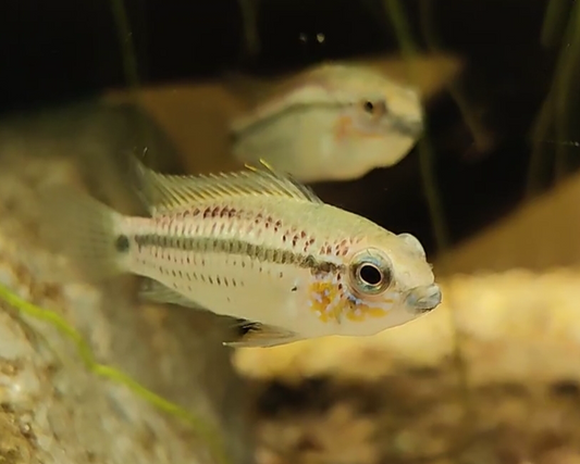 Erdbeer Zwergbuntbarsch - DNZ - Apistogramma eremnopyge - 3,5-5 cm