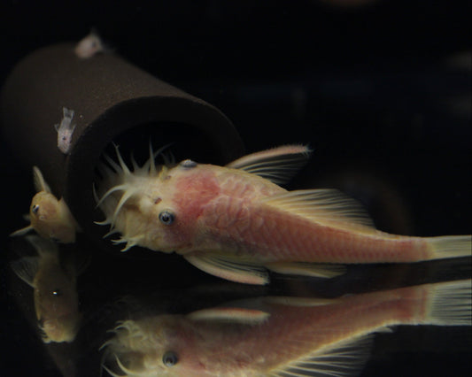 L144 Gold-Antennenwels - Ancistrus spec.