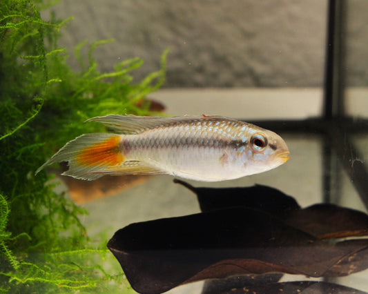 Blutkehl-Zwergbuntbarsch - DNZ - Apistogramma uaupesi