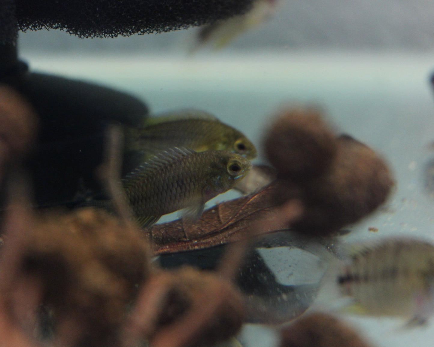 Gelber Zwergbuntbarsch - DNZ - Apistogramma borelli "Opal" - 3,5-5 cm