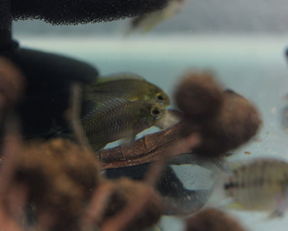Gelber Zwergbuntbarsch - DNZ - Apistogramma borelli "Opal" - 3,5-5 cm