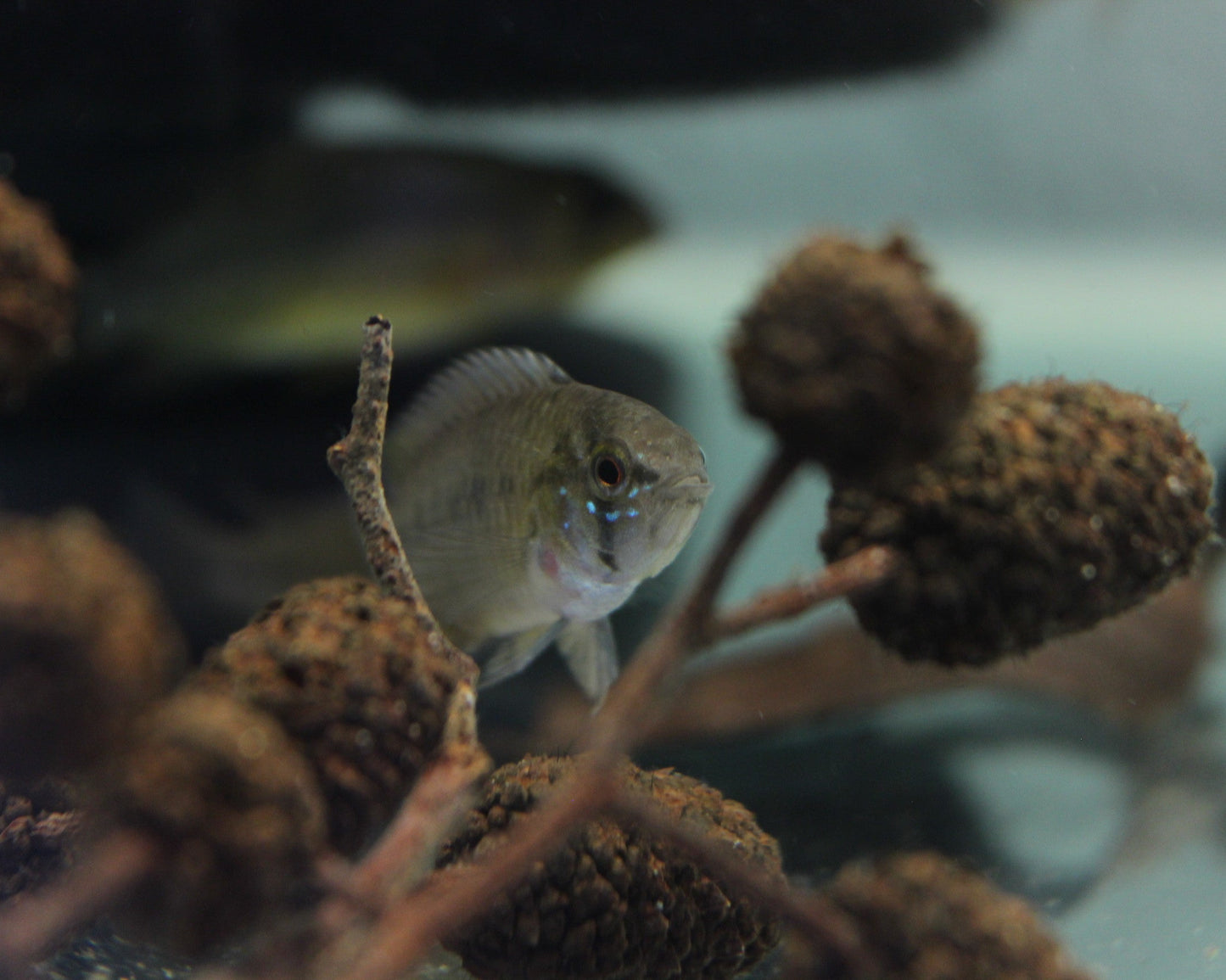 Gelber Zwergbuntbarsch - DNZ - Apistogramma borelli "Opal" - 3,5-5 cm