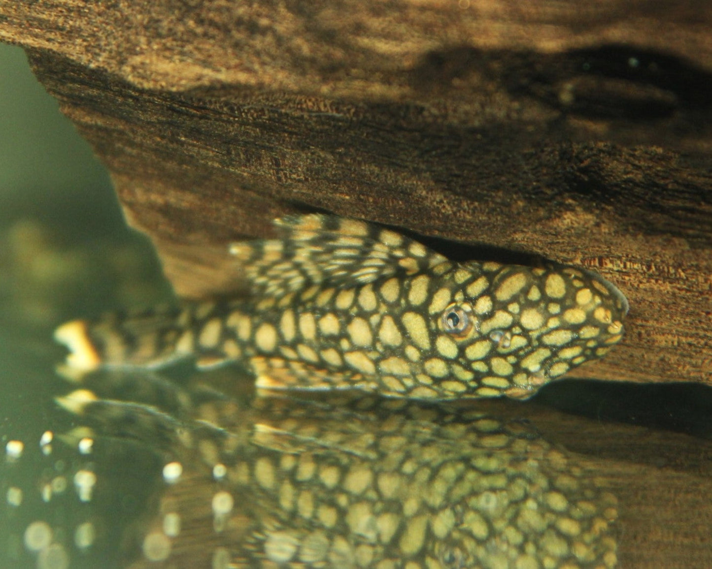 L89 Wabenmuster-Antennenwels - Ancistrus spec. "Honeycomb"