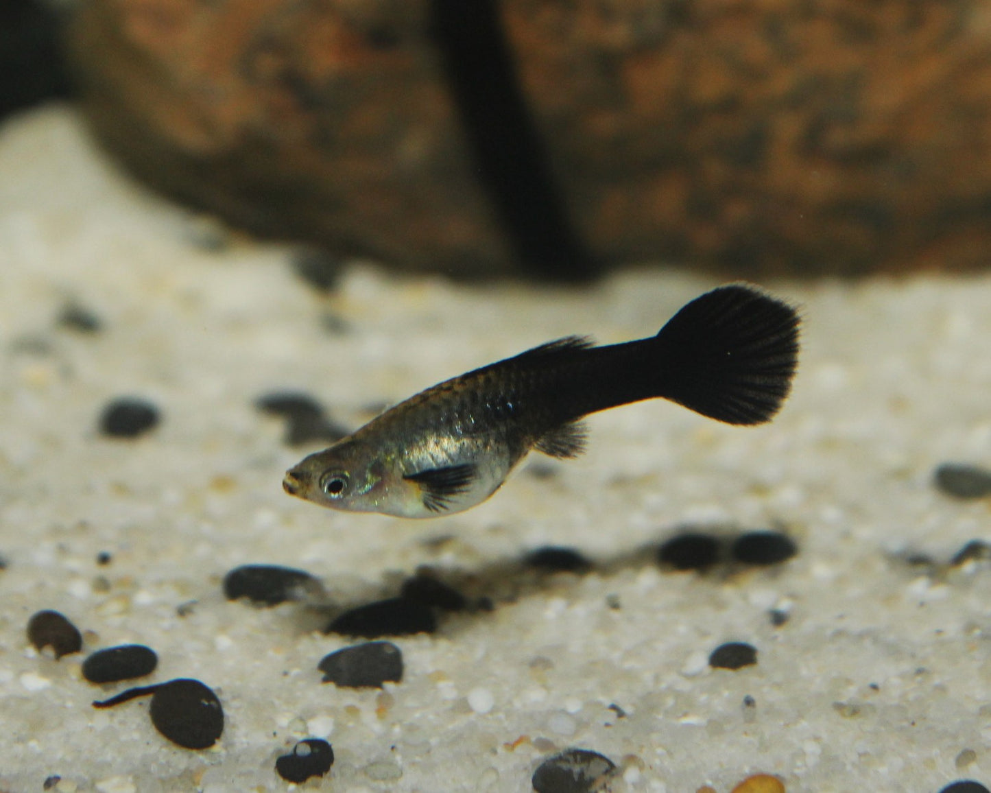 Guppy "schwarz" - Poecilia reticulata