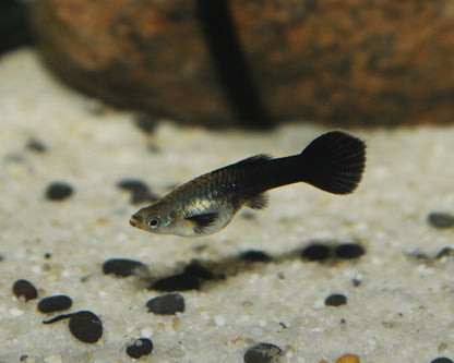 Guppy "schwarz" - Poecilia reticulata