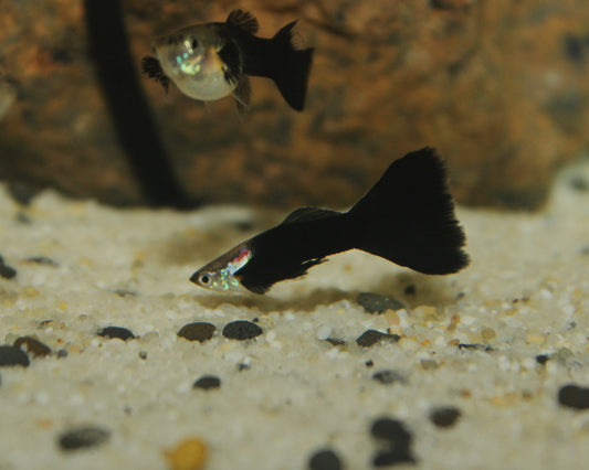 Guppy "schwarz" - Poecilia reticulata