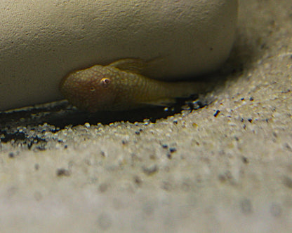 Albino Antennenwels - Ancistrus sp. albino