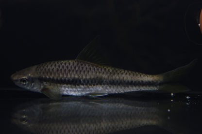 Siamesische Rüsselbarbe groß - Crossocheilus siamensis