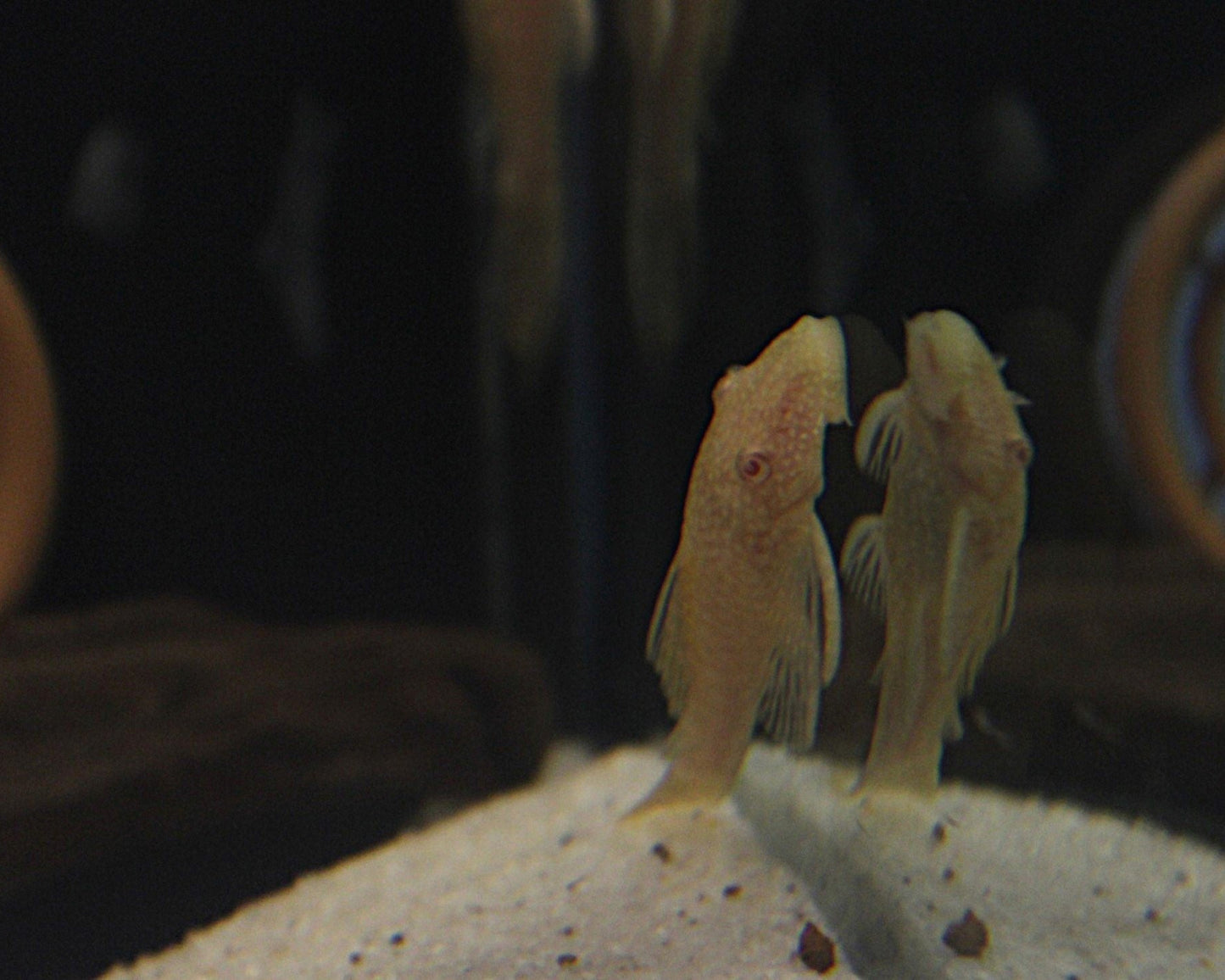 Albino Antennenwels - Ancistrus sp. albino