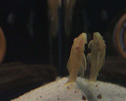 Albino Antennenwels - Ancistrus sp. albino