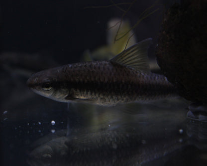 Siamesische Rüsselbarbe groß - Crossocheilus siamensis