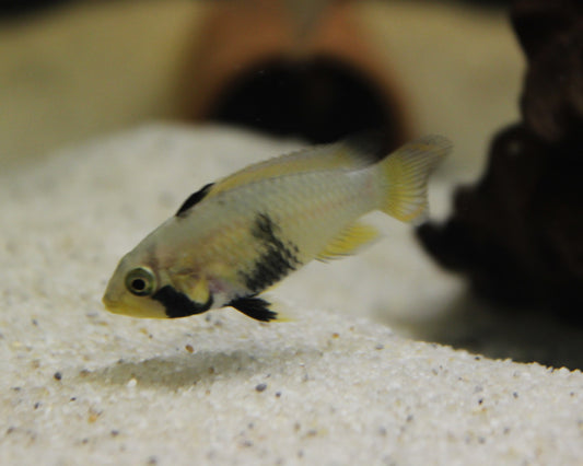 Panduros Zwergbuntbarsch DNZ - Apistogramma panduro