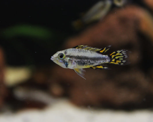 Kakadu-Zwergbuntbarsch DNZ - Apistogramma cacatuoides