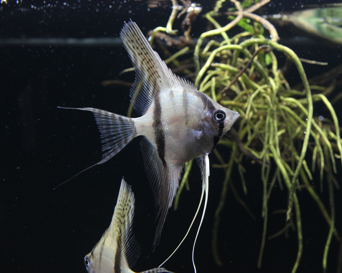 Skalar "Santa Isabel" DNZ - Pterophyllum scalare