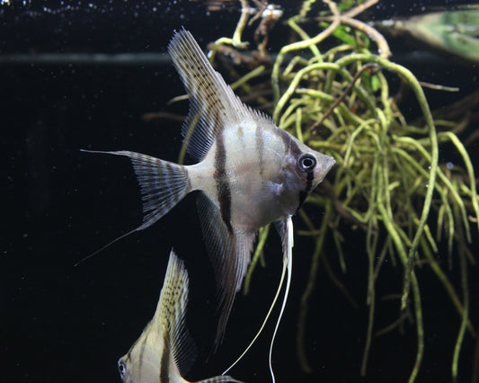 Skalar "Santa Isabel" DNZ - Pterophyllum scalare