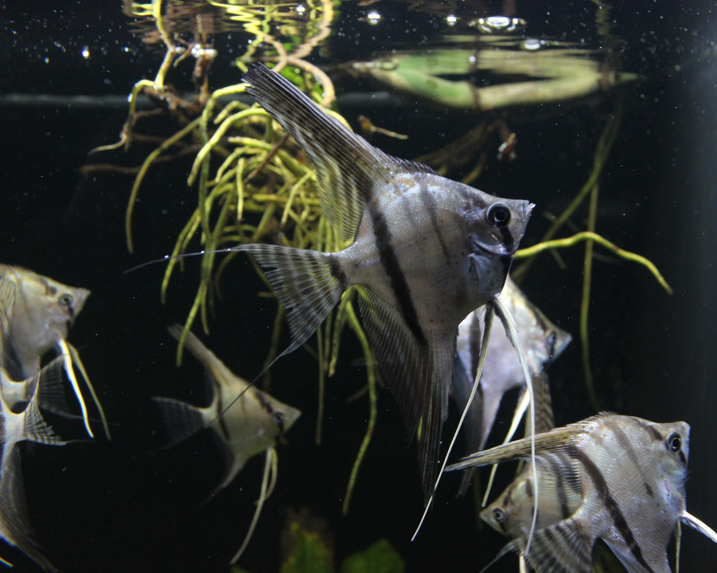 Skalar "Santa Isabel" DNZ - Pterophyllum scalare