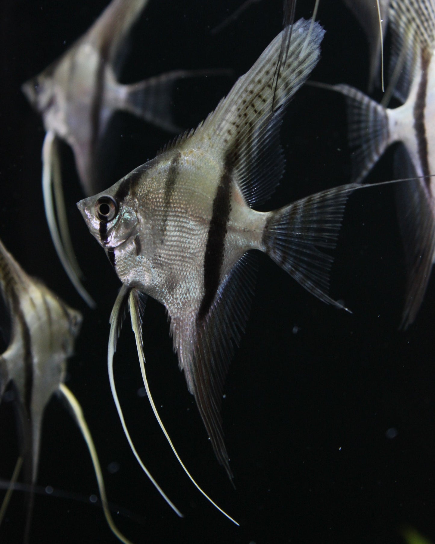 Skalar "Santa Isabel" DNZ - Pterophyllum scalare