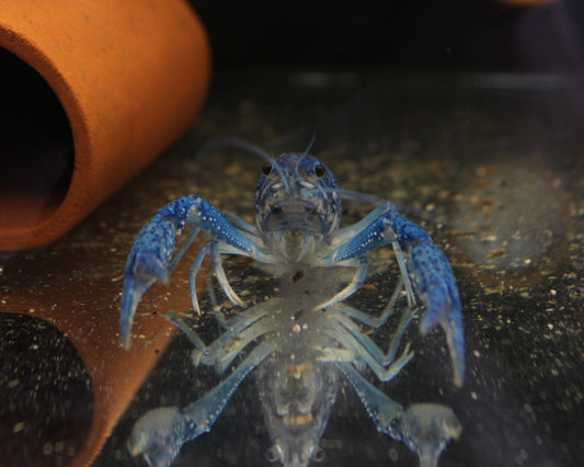 Blauer Floridakrebs - Procambarus alleni
